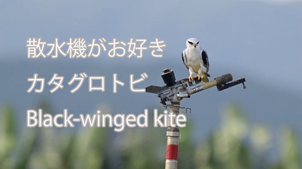 【散水機がお好き】カタグロトビ Black-winged kite