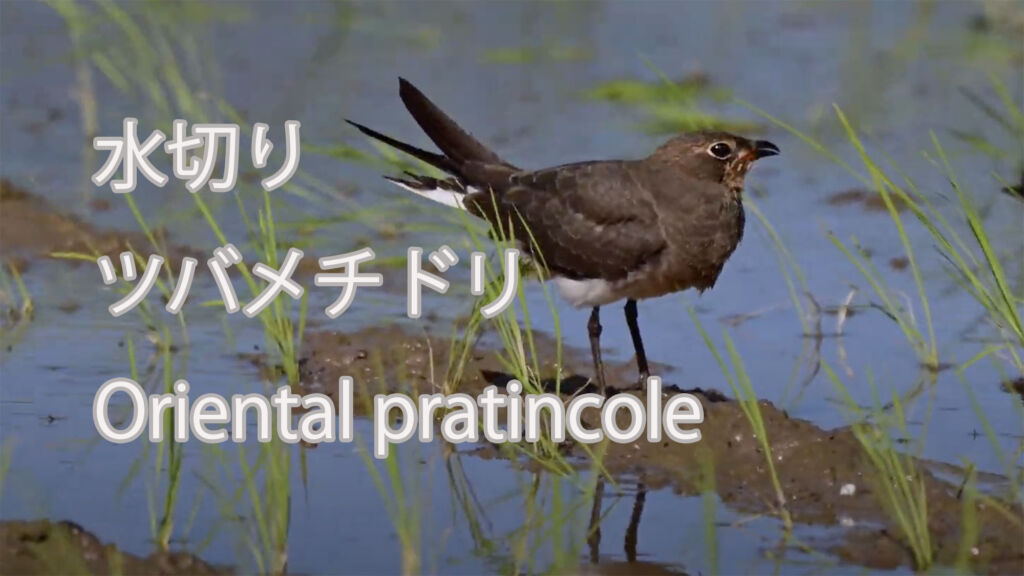 【水切り】ツバメチドリ Oriental pratincole