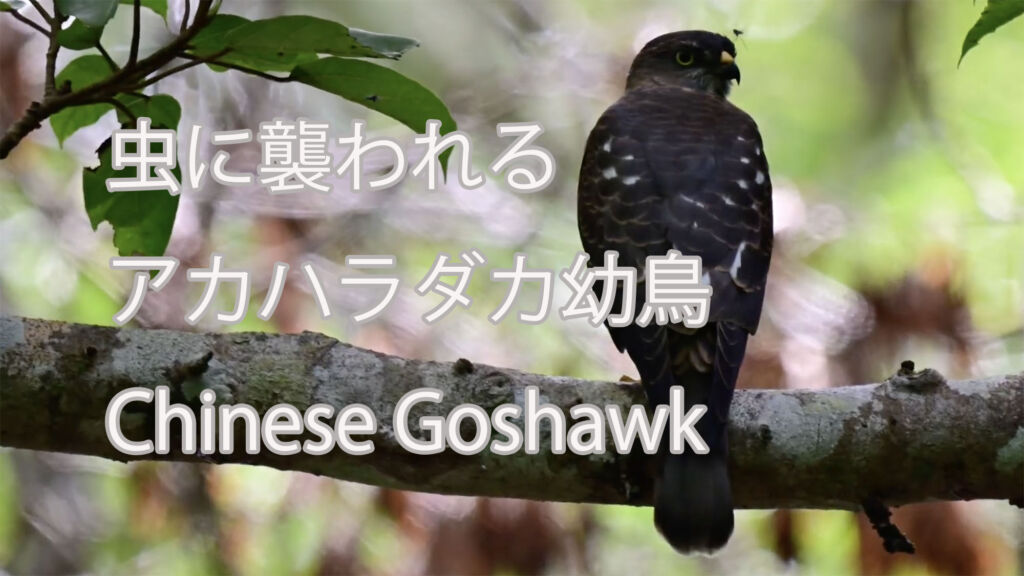 【虫に襲われる】 アカハラダカ幼鳥 Chinese Goshawk