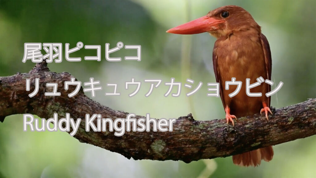 【尾羽ピコピコ】リュウキュウアカショウビン Ruddy Kingfisher