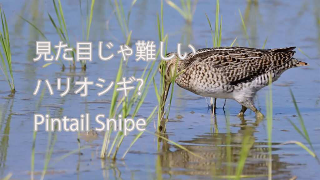 【見た目じゃ難しい】 ハリオシギ? Pintail Snipe