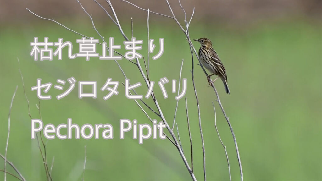 【枯れ草止まり】 セジロタヒバリ Pechora Pipit