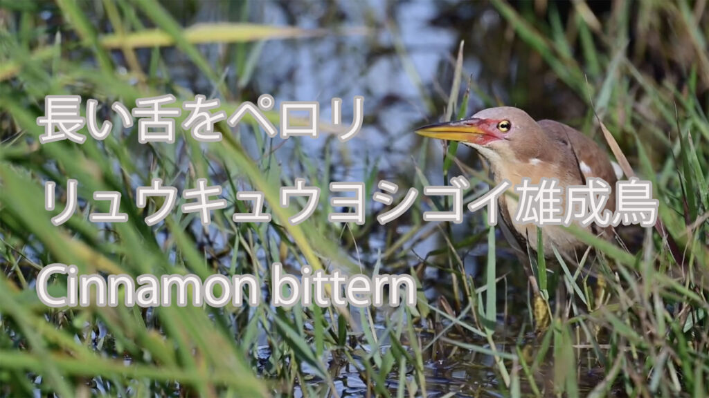 【長い舌をペロリ】リュウキュウヨシゴイ雄成鳥 Cinnamon bittern