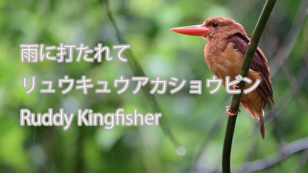 【雨に打たれて】リュウキュウアカショウビン  Ruddy Kingfisher