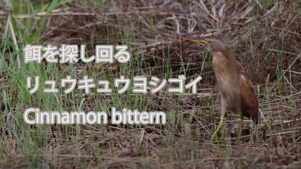 【餌を探し回る】リュウキュウヨシゴイ Cinnamon bittern