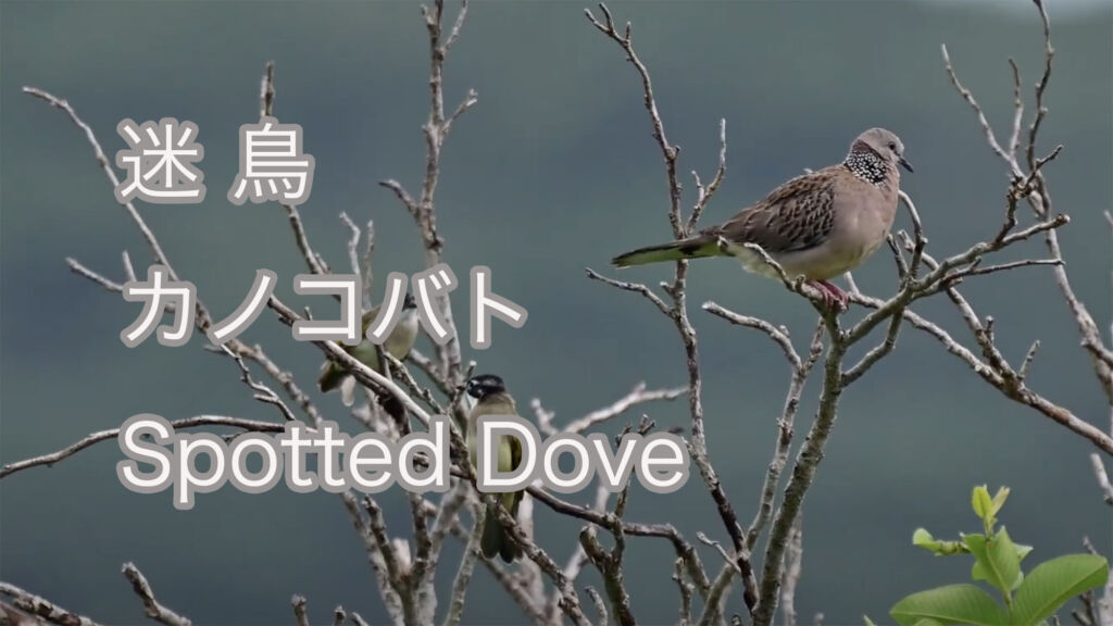 【迷鳥】カノコバト Spotted Dove