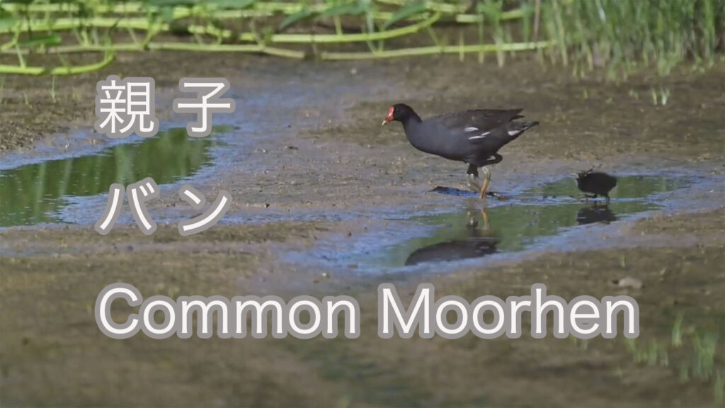 【親子】 バン Common Moorhen