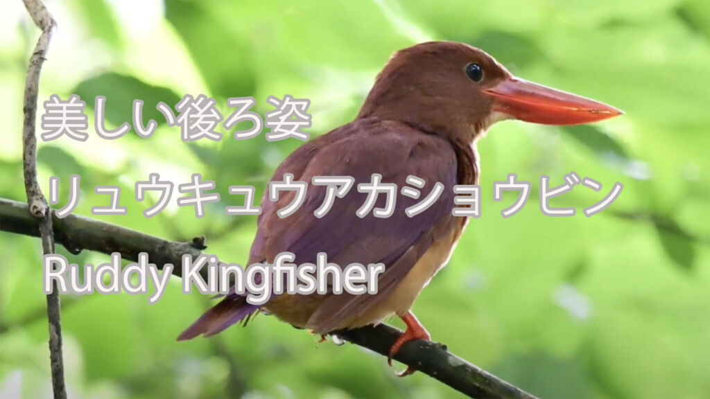 【美しい後ろ姿】リュウキュウアカショウビン Ruddy Kingfisher