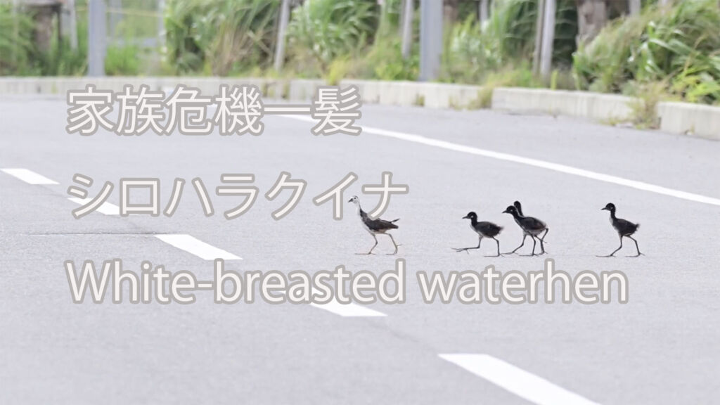 【家族危機一髪】シロハラクイナ White-breasted waterhen