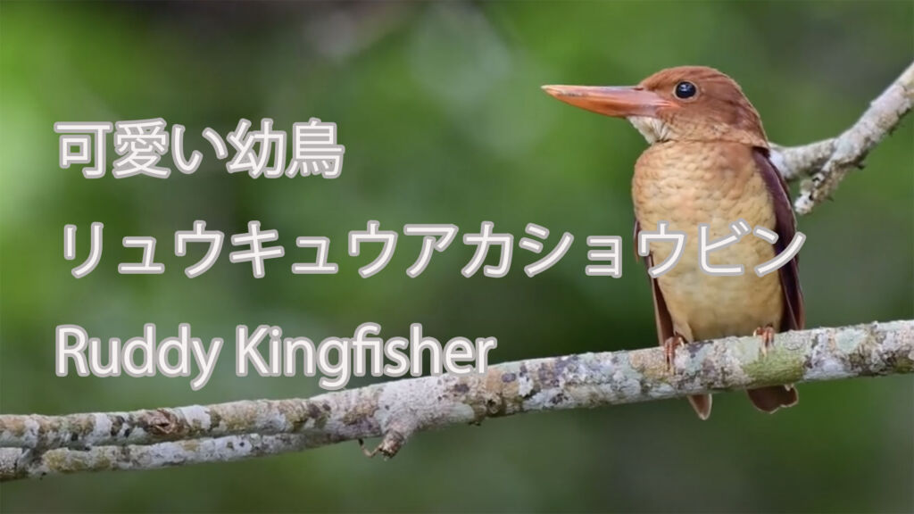 【可愛い幼鳥】リュウキュウアカショウビン Ruddy Kingfisher