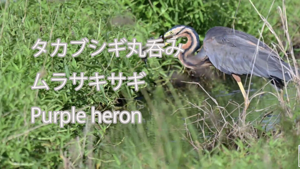 【タカブシギ丸呑み】ムラサキサギ Purple heron