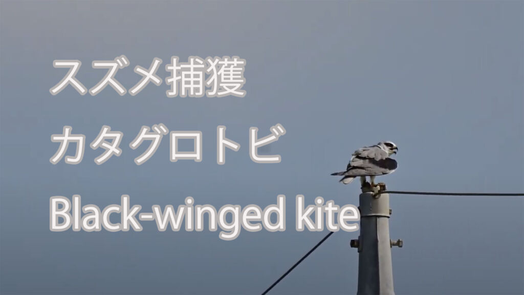 【スズメ捕獲】 カタグロトビ Black-winged kite