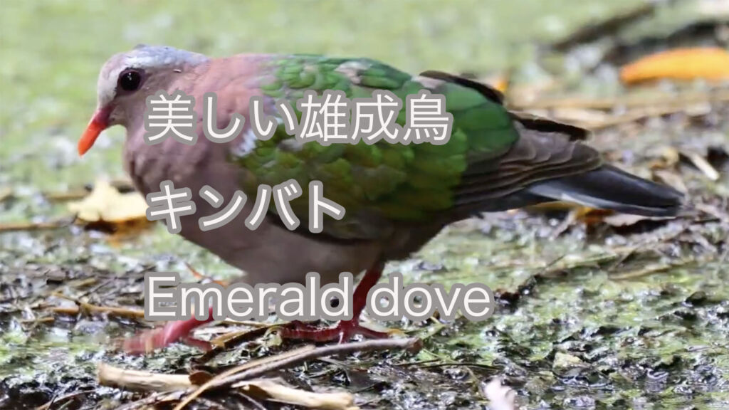 【美しい雄成鳥】キンバト Emerald dove