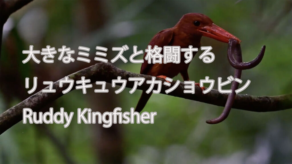 【大きなミミズと格闘する】リュウキュウアカショウビン Ruddy Kingfisher