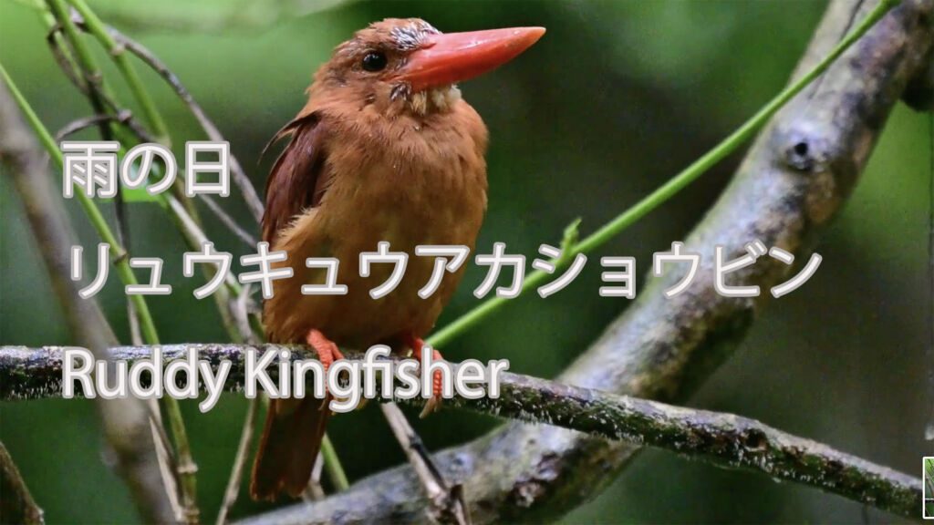 【雨の日】 リュウキュウアカショウビン Ruddy Kingfisher