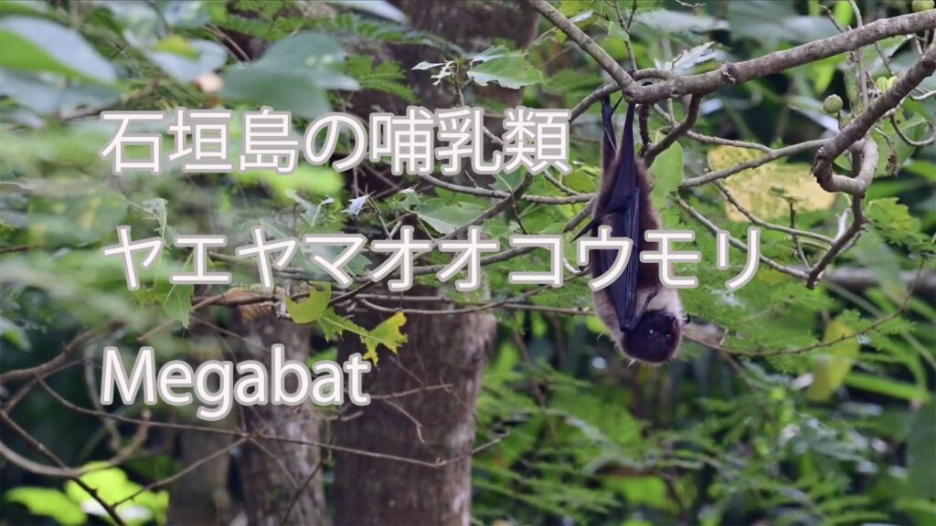 【石垣島の哺乳類】ヤエヤマオオコウモリ　megabat