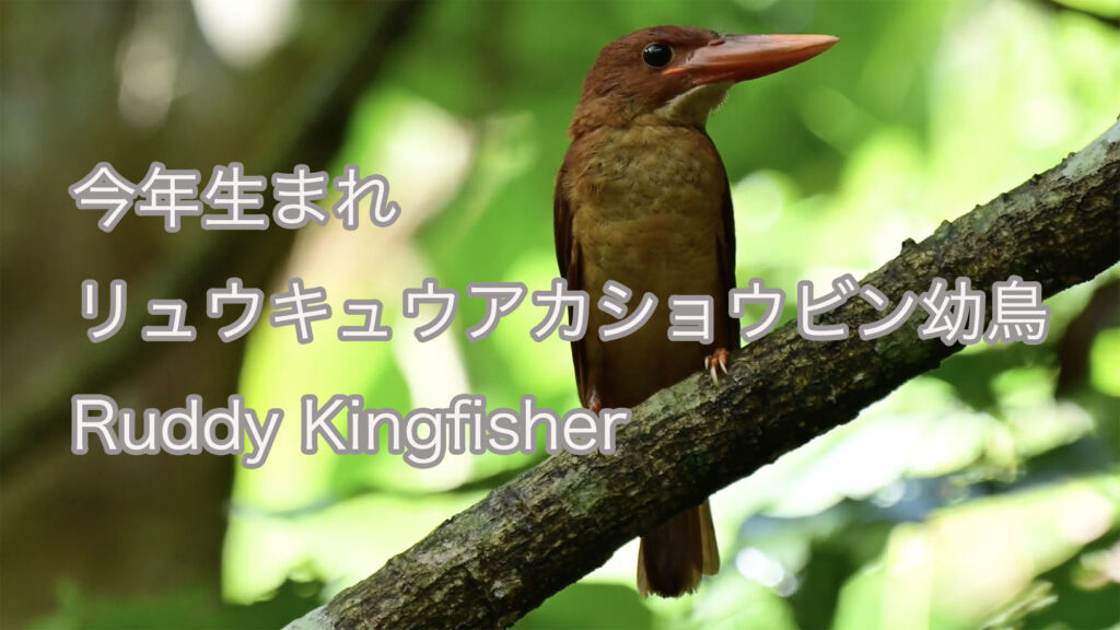 【今年生まれ】リュウキュウアカショウビン幼鳥 Ruddy Kingfisher