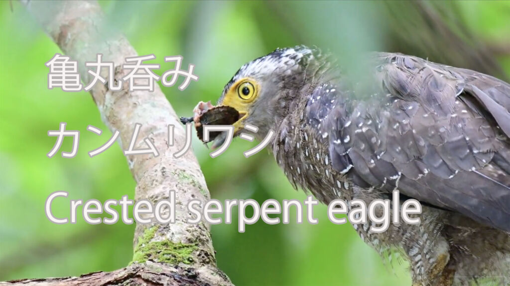 【亀丸呑み】カンムリワシ Crested serpent eagle