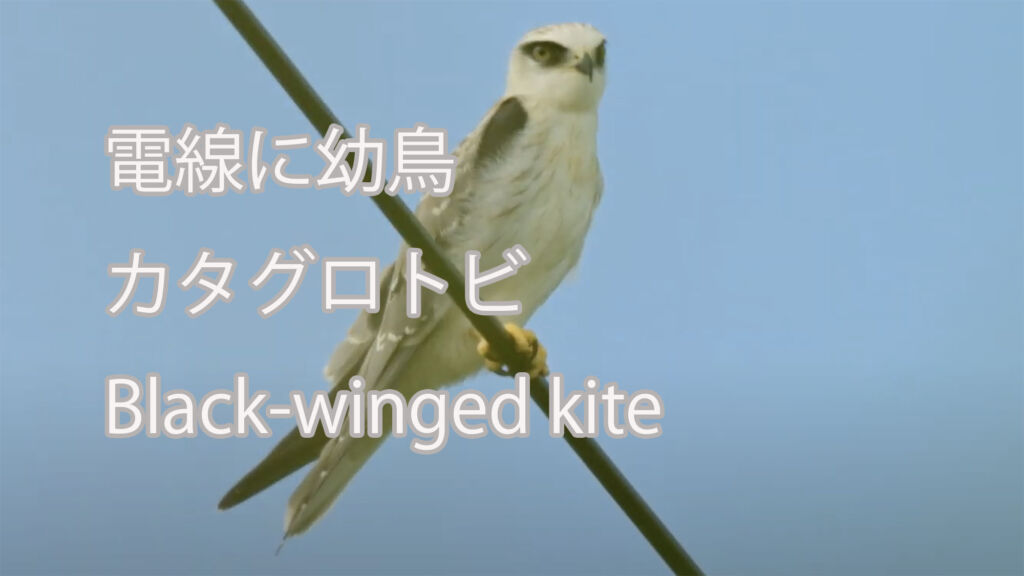 【電線に幼鳥】 カタグロトビ Black-winged kite