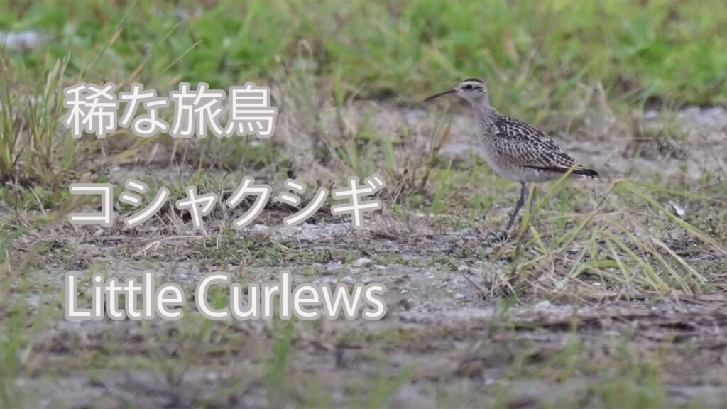 【稀な旅鳥】コシャクシギ Little Curlews