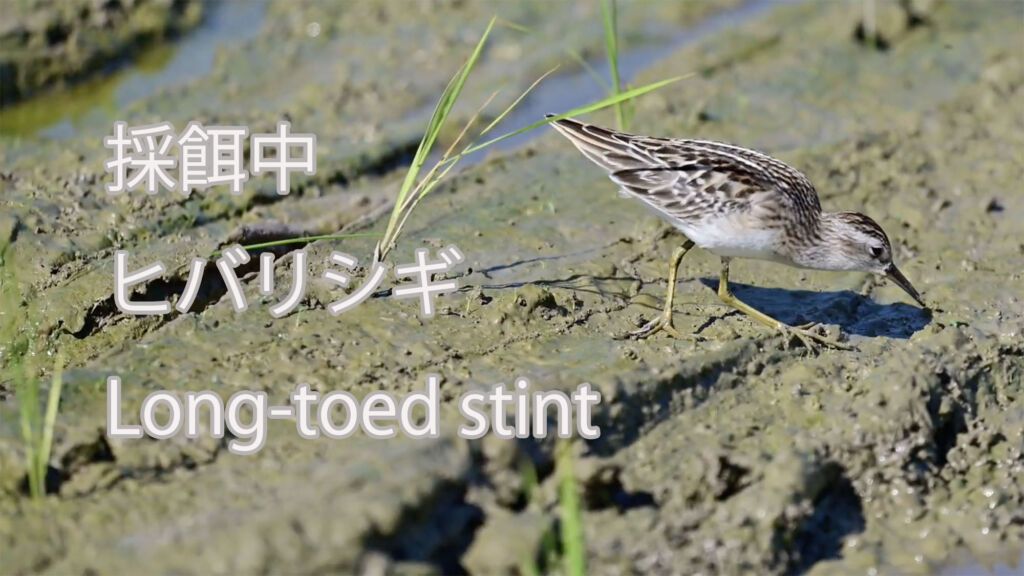 【採餌中】 ヒバリシギ Long-toed stint