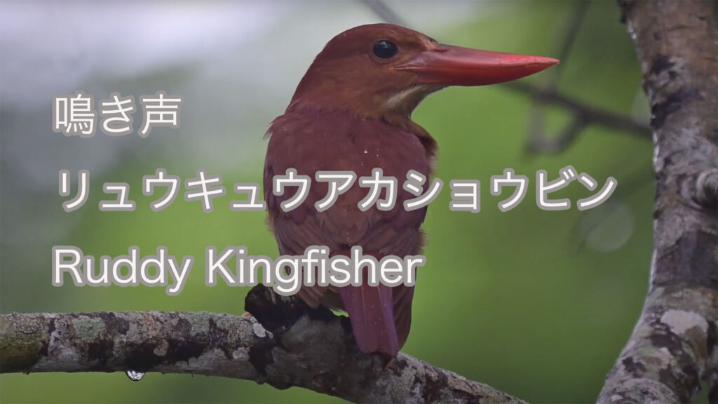 【鳴き声】リュウキュウアカショウビン Ruddy Kingfisher