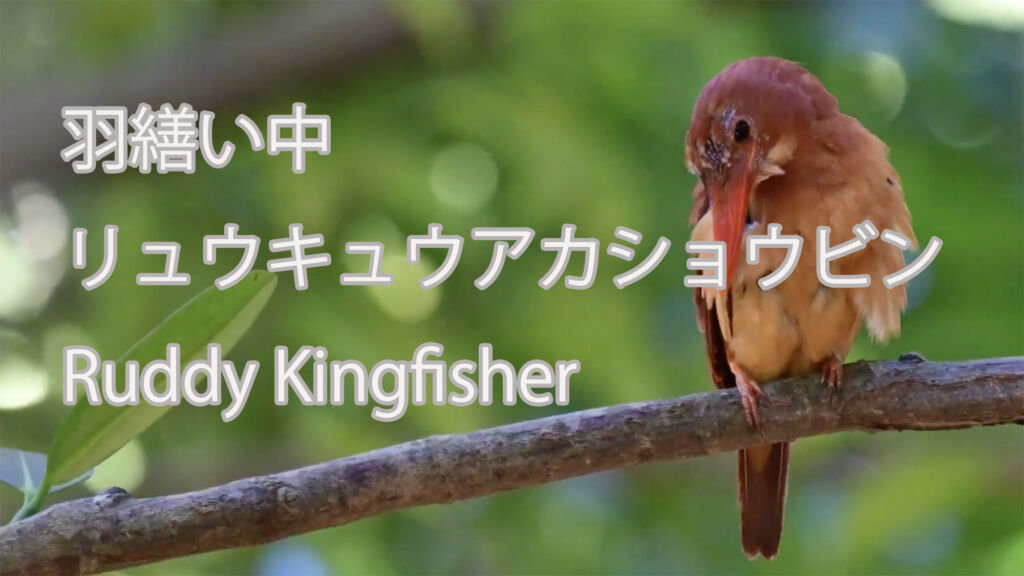 【羽繕い中】リュウキュウアカショウビン Ruddy Kingfisher