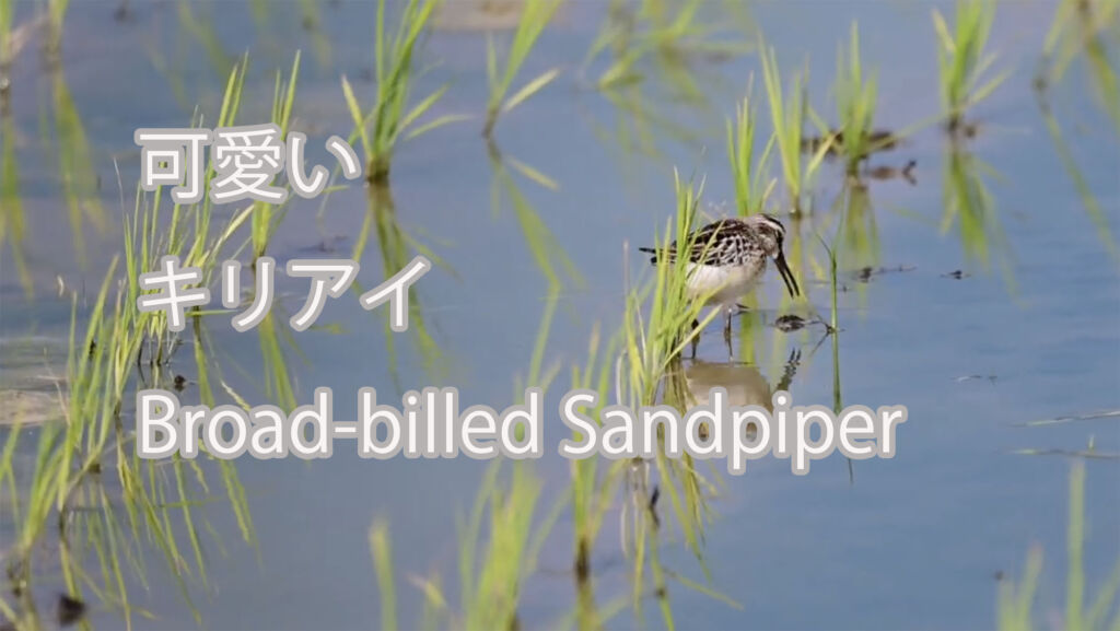 【可愛い】キリアイ Broad-billed Sandpiper