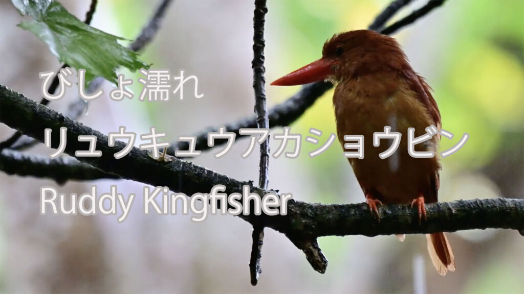 【びしょ濡れ】リュウキュウアカショウビン Ruddy Kingfisher