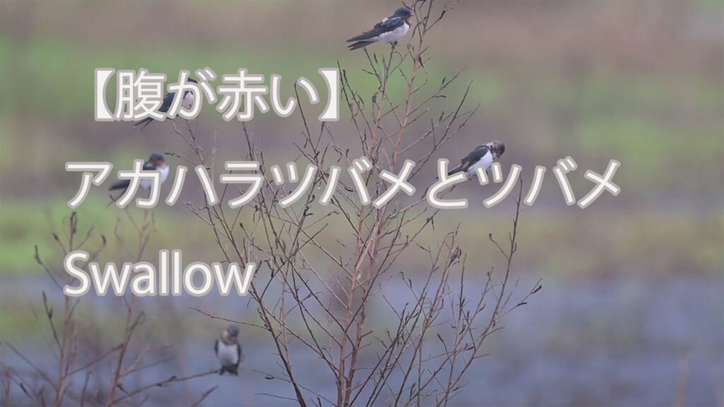 【腹が赤い】アカハラツバメとツバメ Swallow