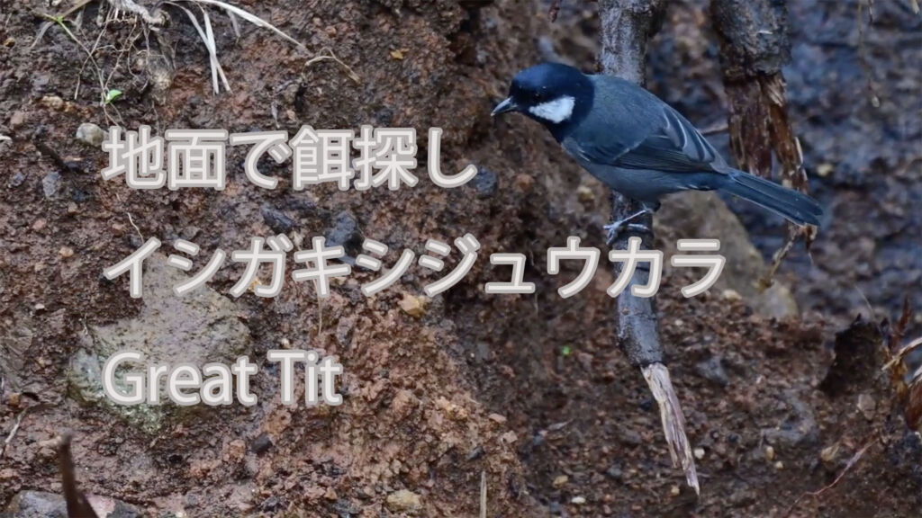 【地面で餌探し】 イシガキシジュウカラ  Great Tit