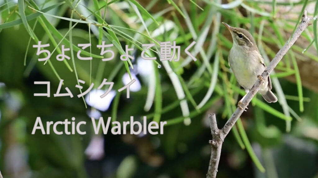 【ちょこちょこ動く】コムシクイ Arctic Warbler