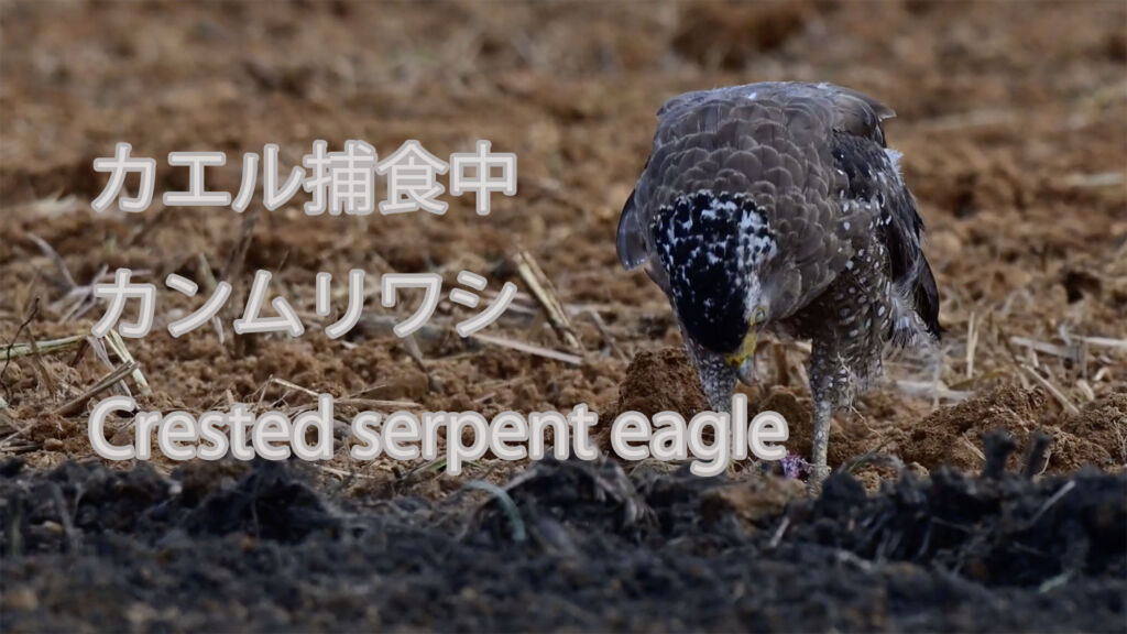 【カエル捕食中】カンムリワシ Crested serpent eagle