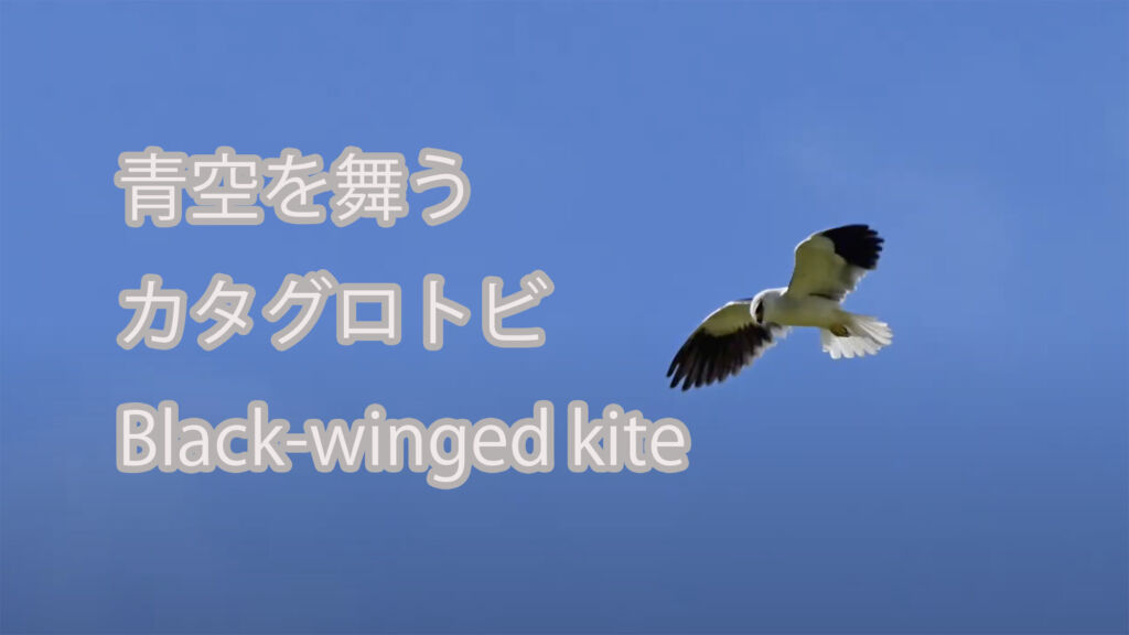 【青空を舞う】カタグロトビ Black-winged kite