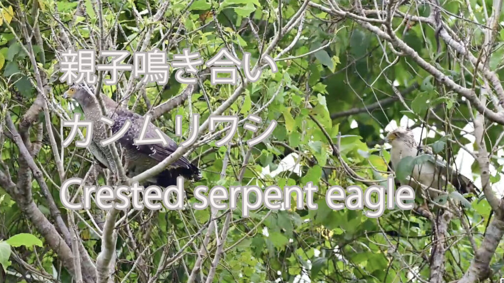 【親子鳴き合い】カンムリワシ Crested serpent eagle