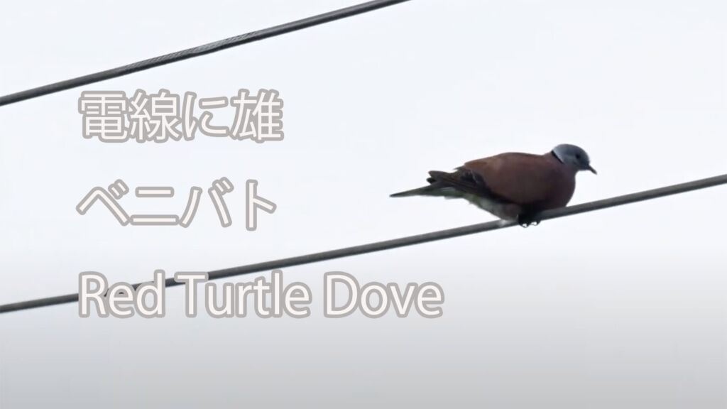 【電線に雄】 ベニバト Red Turtle Dove