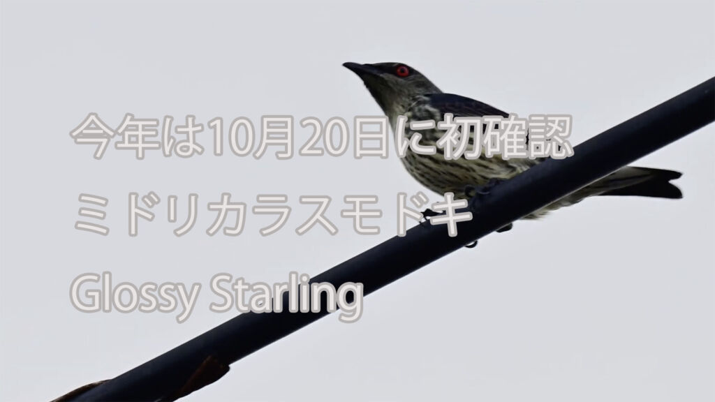 【今年は10月20日に初確認】ミドリカラスモドキ Glossy Starling