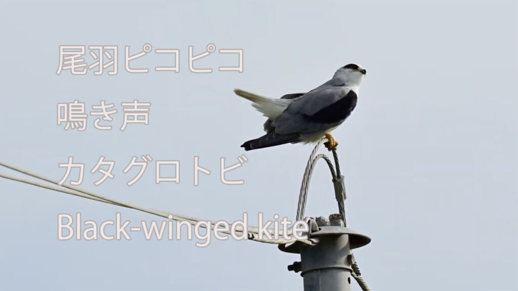 【尾羽ピコピコ、鳴き声】カタグロトビ Black-winged kite