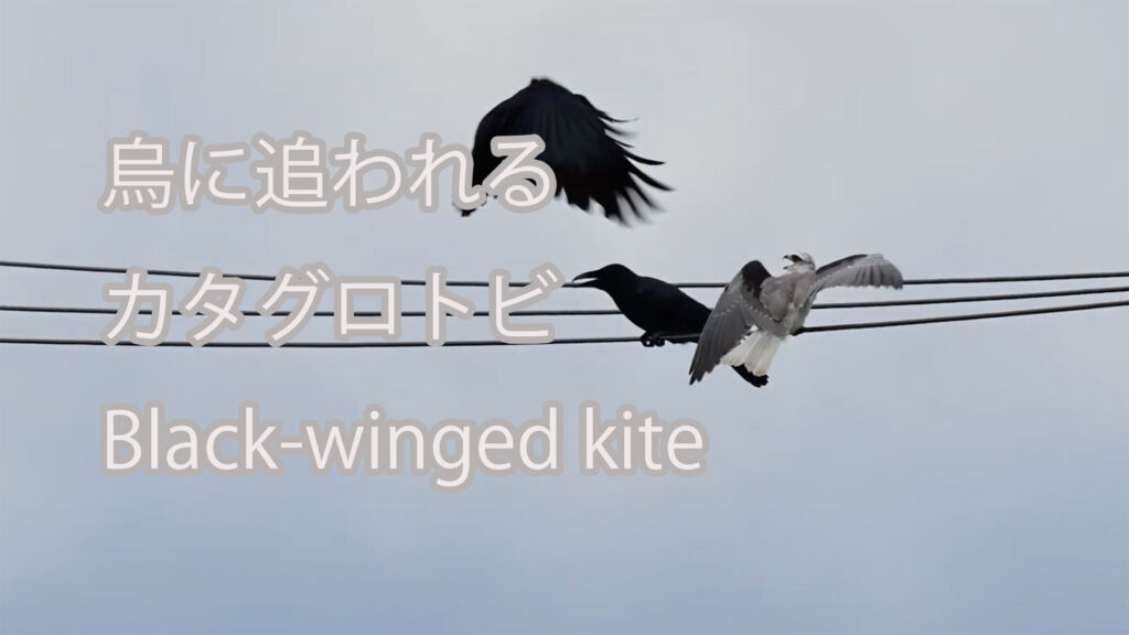 【烏に追われる】カタグロトビ Black-winged kite