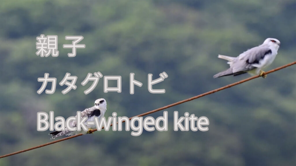 【親子】カタグロトビ Black-winged kite