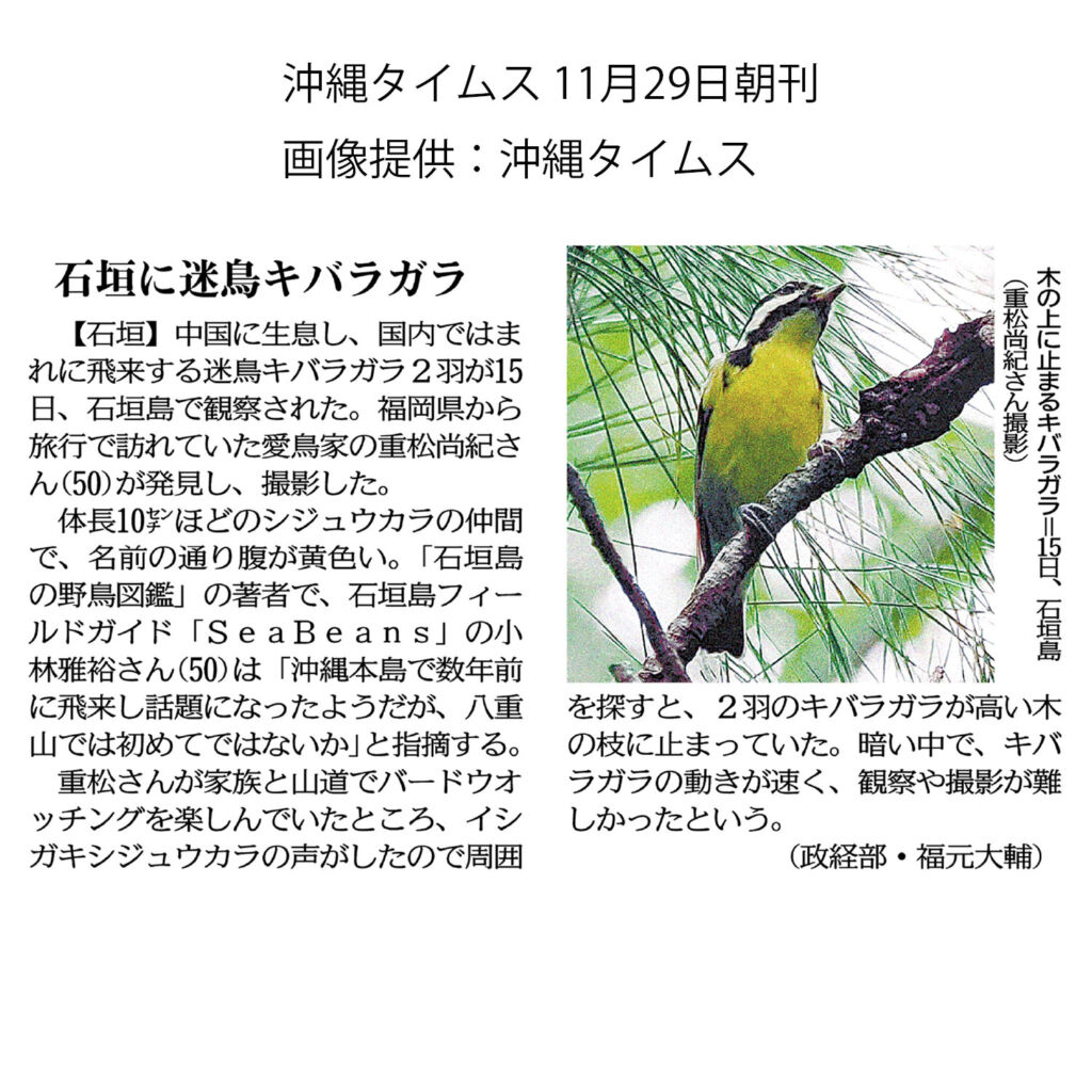 沖縄タイムス 11月29日　朝刊「石垣に迷鳥キバラガラ」