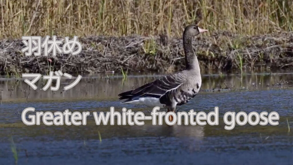 【羽休め】マガン Greater white-fronted goose