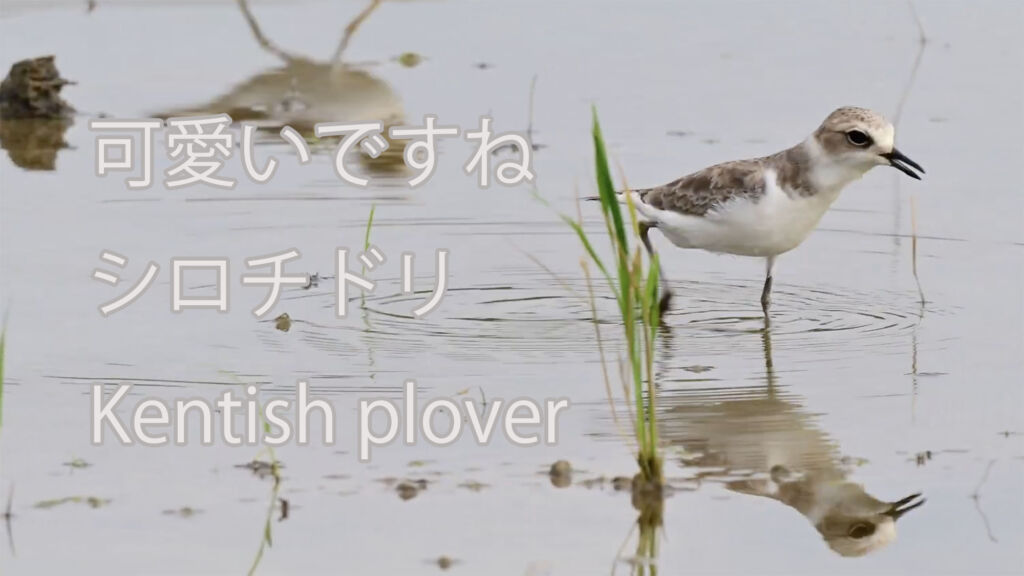 【可愛いですね】シロチドリKentish plover