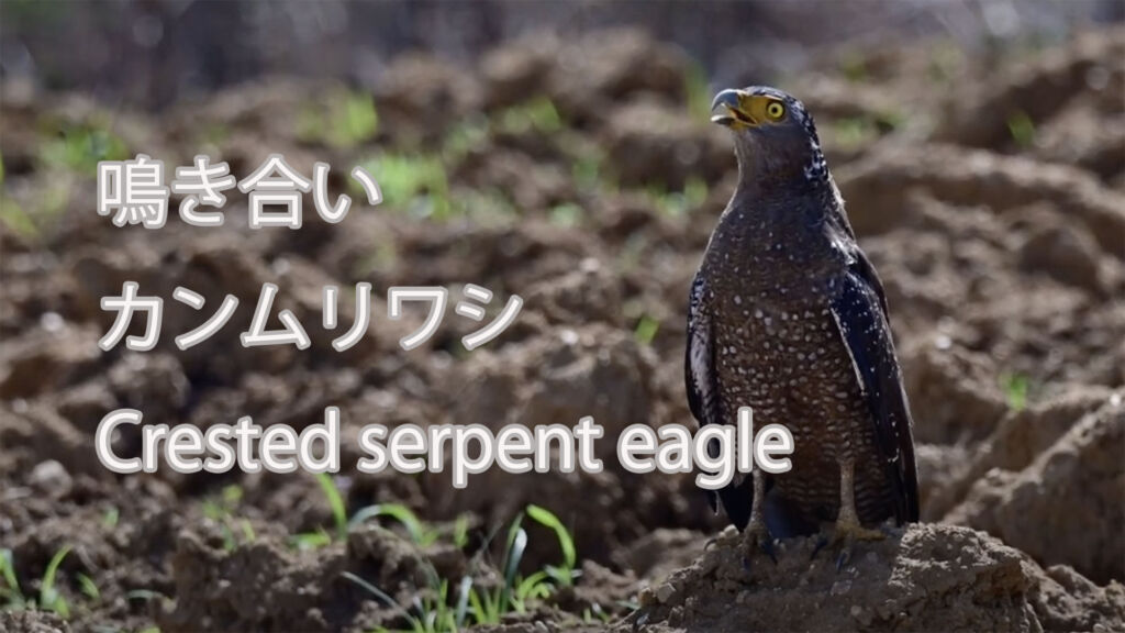 【鳴き合い】カンムリワシ Crested serpent eagle