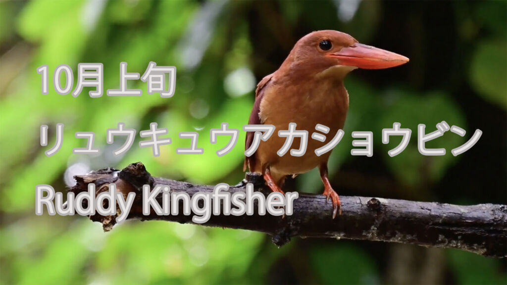 【10月上旬】 リュウキュウアカショウビン Ruddy Kingfisher