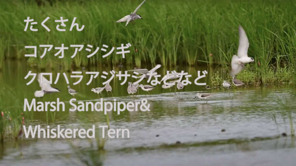 【たくさん】コアオアシシギ、クロハラアジサシなどなど Marsh Sandpiper& Whiskered Tern