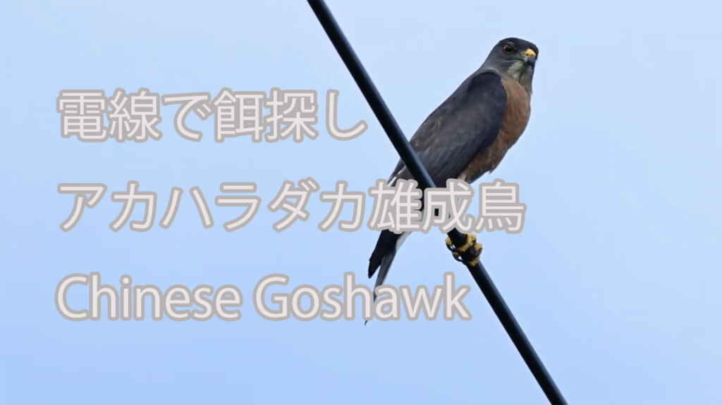 【電線で餌探し】アカハラダカ雄成鳥   Chinese Goshawk