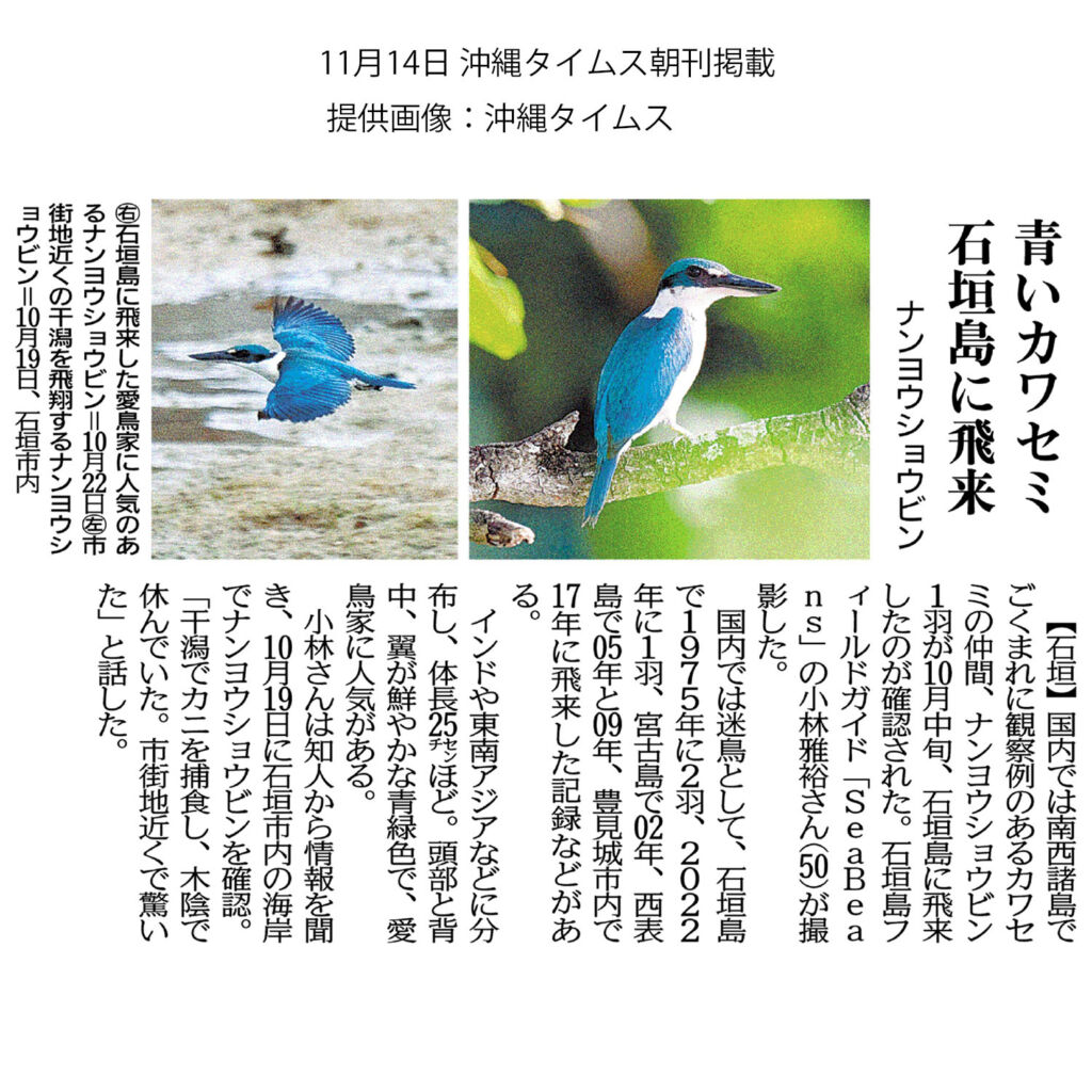 沖縄タイムス 11月14日朝刊「青いカワセミ　石垣島にに飛来　ナンヨウショウビン」