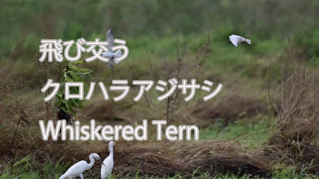 【飛び交う】クロハラアジサシ Whiskered Tern