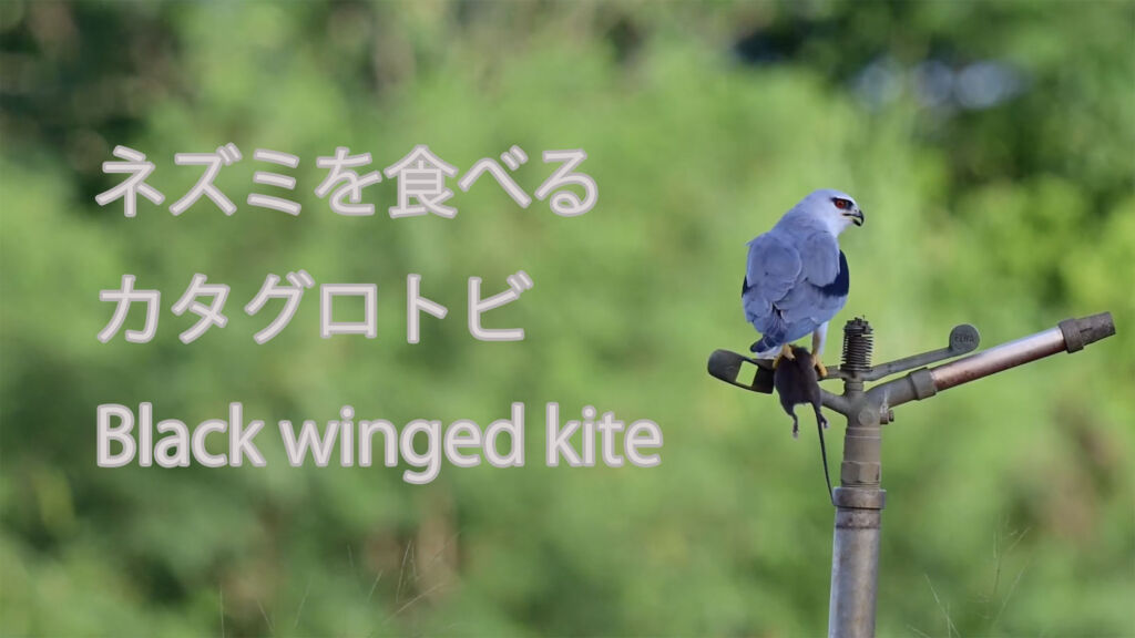 【ネズミを食べる】カタグロトビ Black winged kite